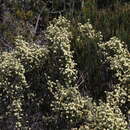 Plancia ëd Ozothamnus scutellifolius Hook. fil.