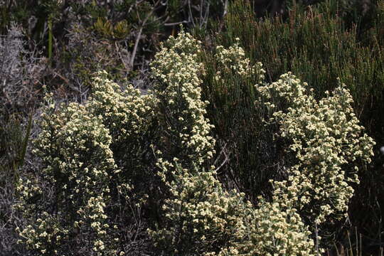 Image of Ozothamnus scutellifolius Hook. fil.