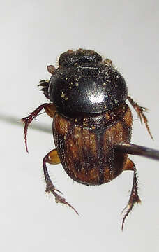 Image of Onthophagus suffusus Klug 1855