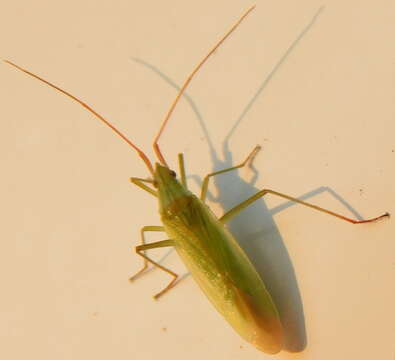 Image of Rice Leaf Bug