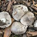 Image of Tricholoma pullum Ovrebo 1989