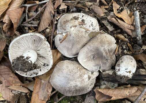 Image of Tricholoma pullum Ovrebo 1989