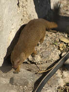 Image of Angolan Slender Mongoose
