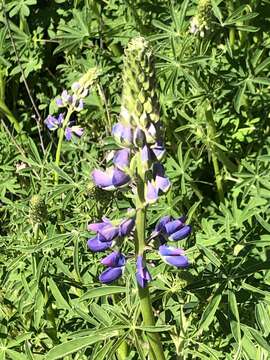 Image of Riverbank Lupine