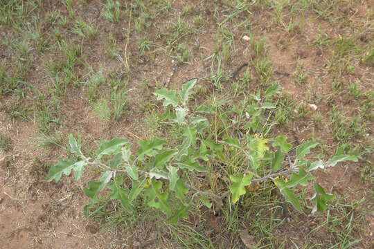 Image of Solanum lichtensteinii Willd.