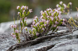 Image of Honey blaeria