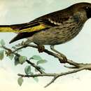 Image of Socotra Golden-winged Grosbeak