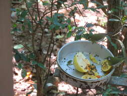 Image of Green-backed White-eye