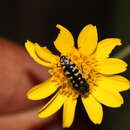 Image of Acmaeodera solitaria Kerremans 1897