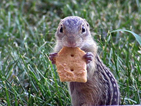 Image of thirteen-lined ground squirrel