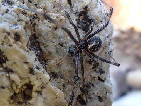 Image of Western Black Widow spider