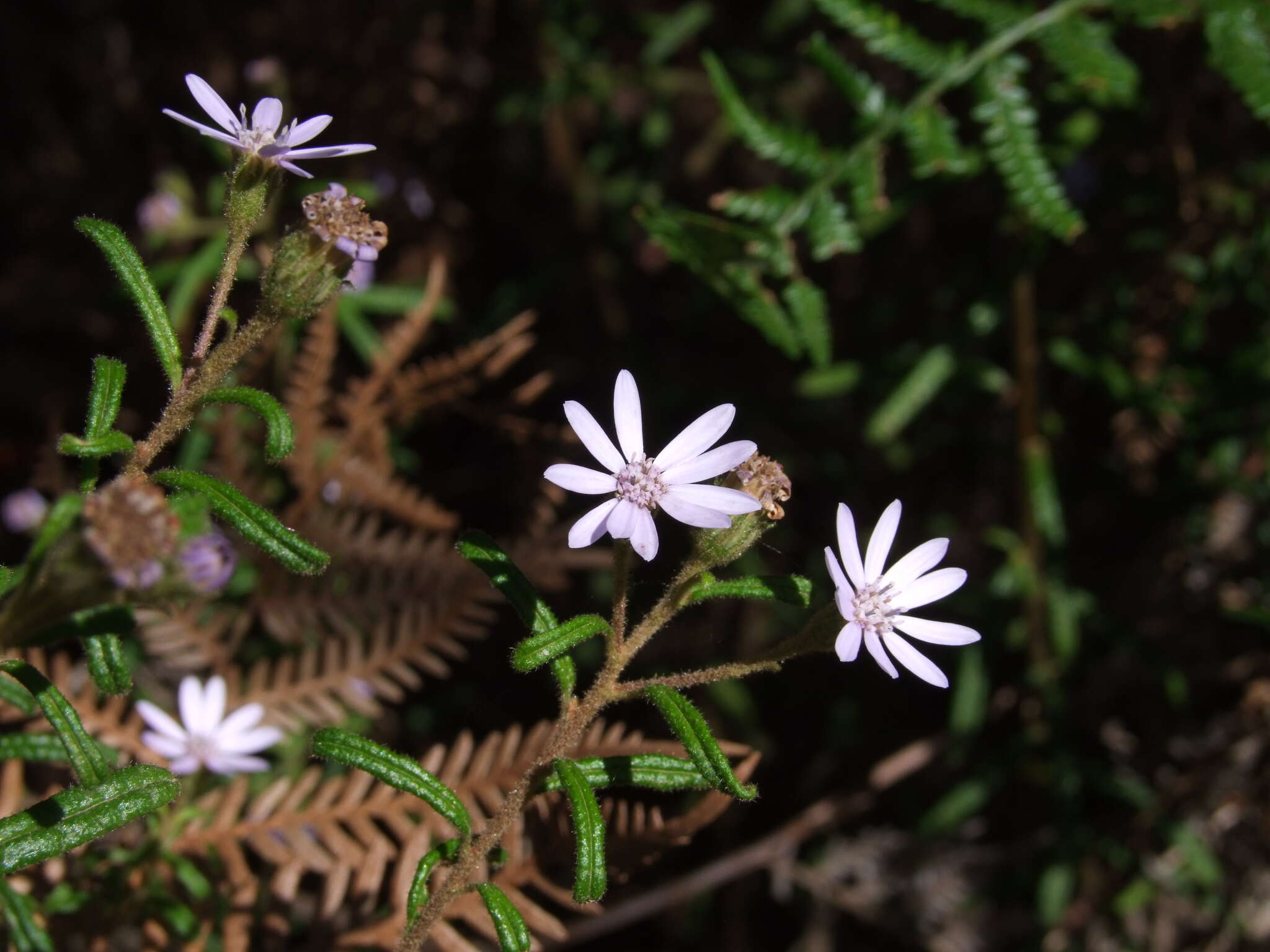 Olearia asterotricha subsp. asterotricha resmi