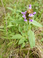 Image of lance selfheal