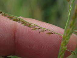 Sivun Eriochloa procera (Retz.) C. E. Hubb. kuva