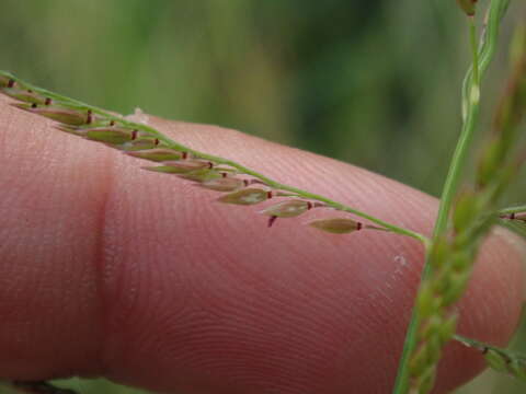 Image of Grass