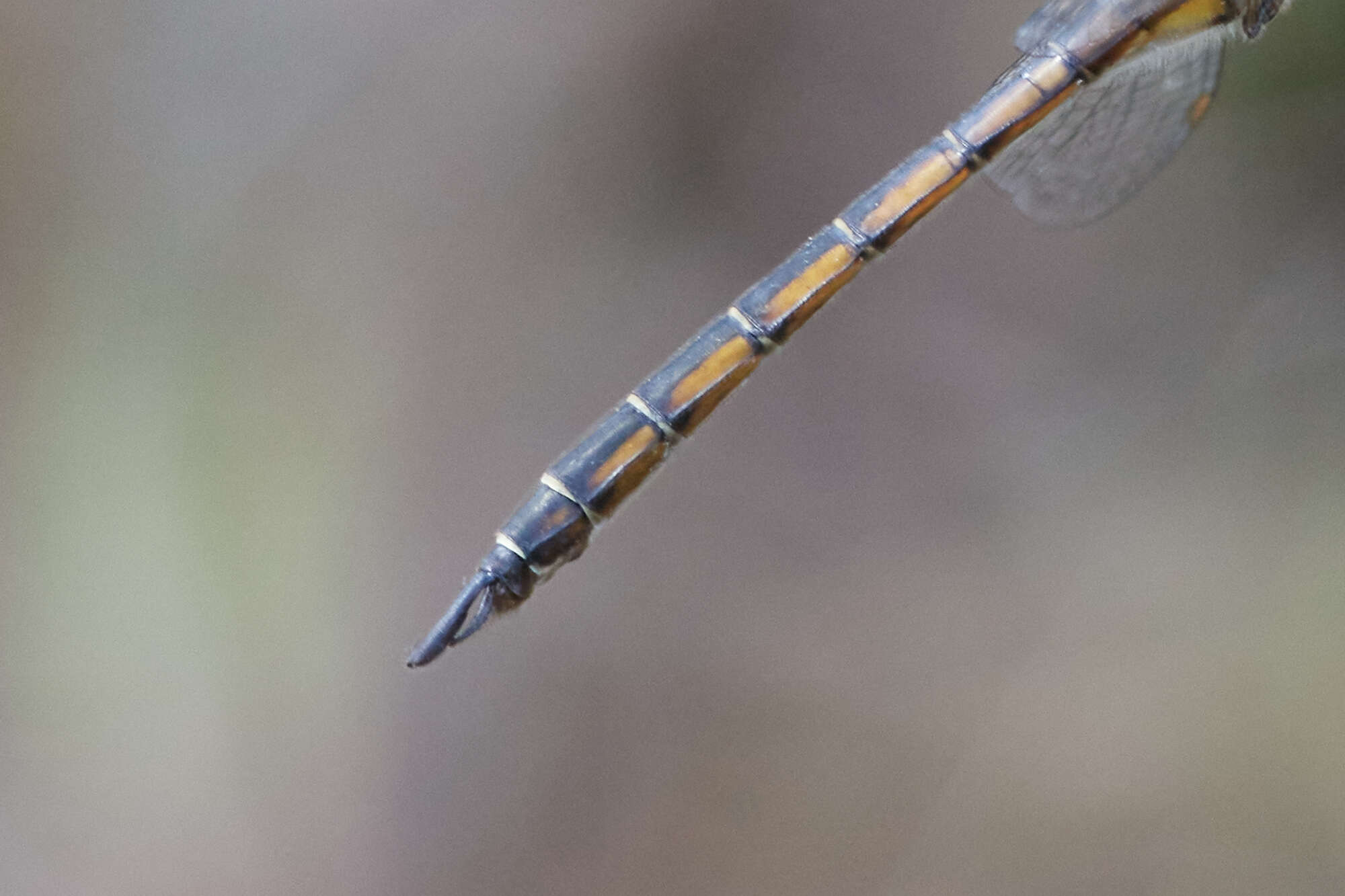 Image of Florida Baskettail