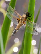 Image of Four-spotted Chaser