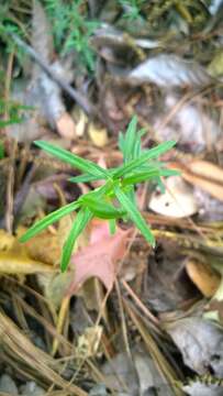 Plancia ëd Galium uniflorum Michx.