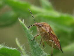 Image of sloe bug