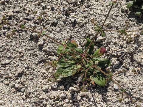 Image of chickweed oxytheca