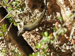 Image of Sceloporus oberon Smith & Brown 1941