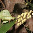 Typophyllum mortuifolium Walker & F. 1870 resmi