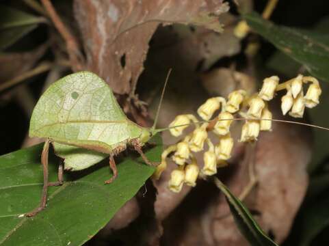 Typophyllum mortuifolium Walker & F. 1870 resmi