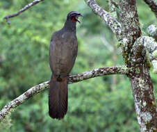 Image of Dusky-legged Guan