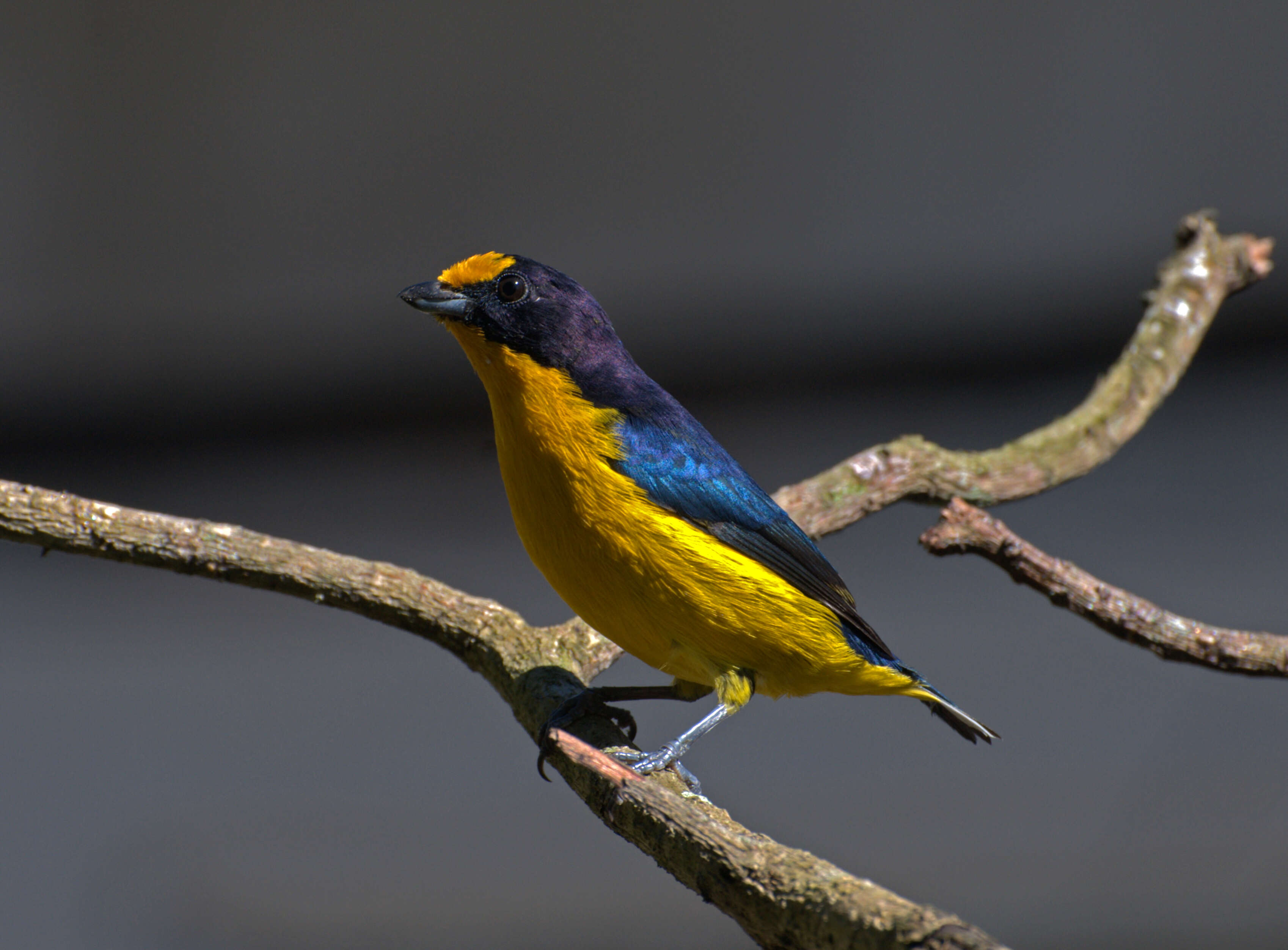 Euphonia violacea (Linnaeus 1758)的圖片