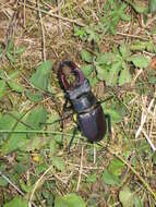 Image of Stag beetle