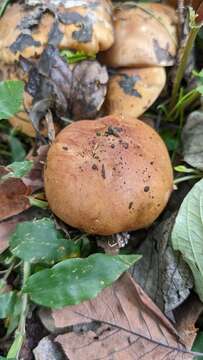 Image de Tricholosporum porphyrophyllum (S. Imai) Guzmán ex T. J. Baroni 1982