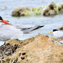 Image of Fairy Tern