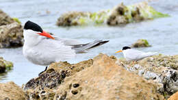 Image of Fairy Tern