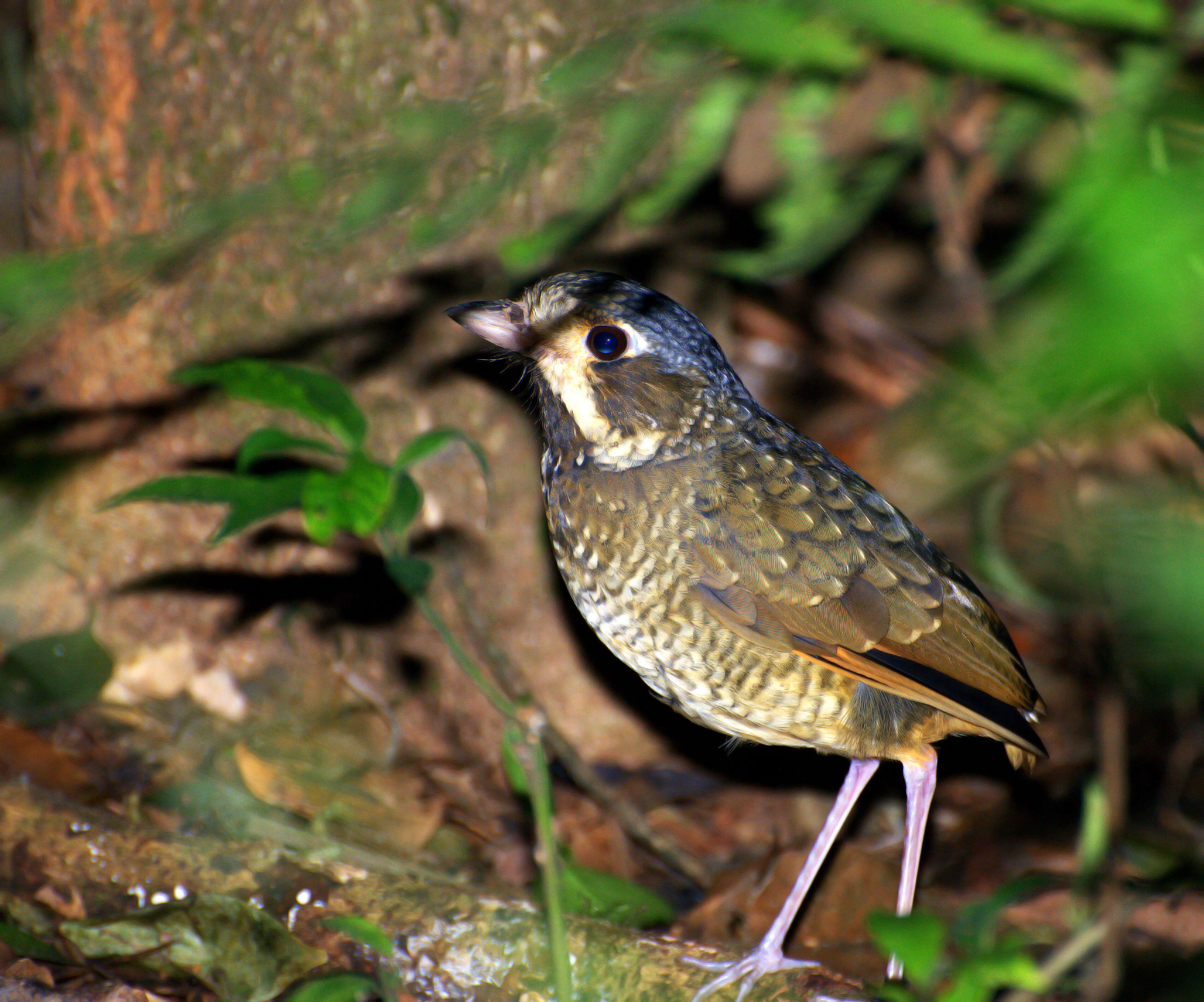 Image of antpittas