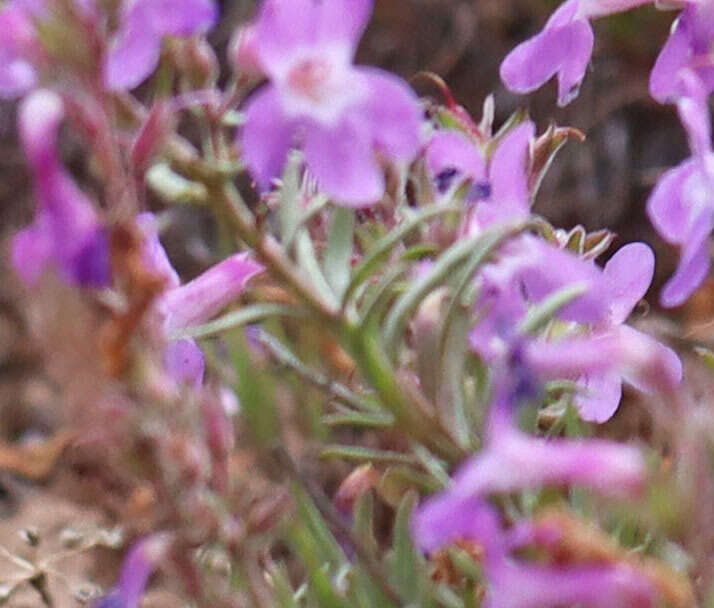 Image of Gairdner's beardtongue