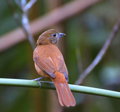 Image of Ruby-crowned Tanager