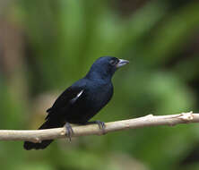 Image of Ruby-crowned Tanager
