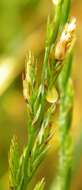 Image of Italian Rye Grass