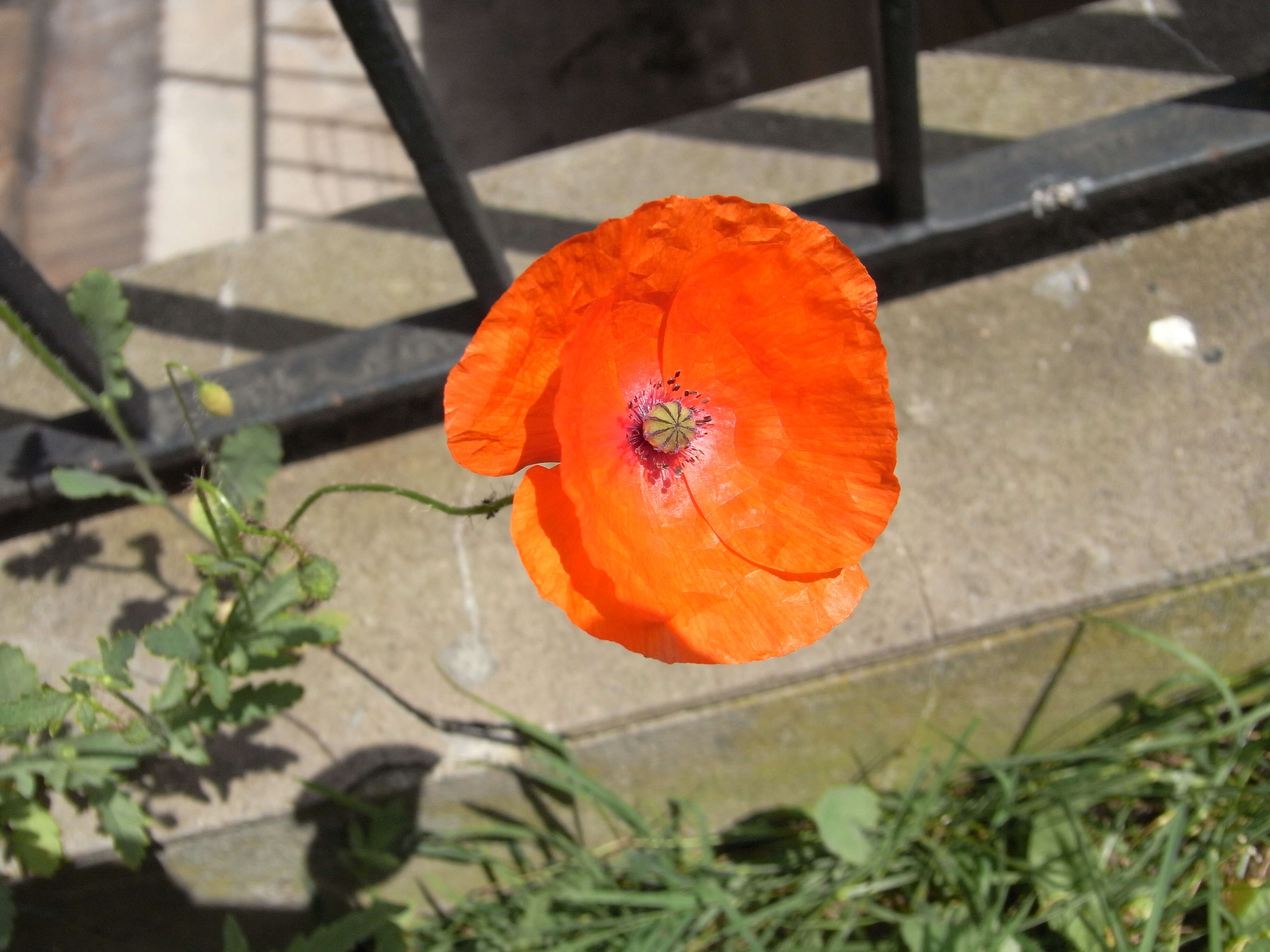 Image of corn poppy