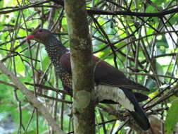 صورة Patagioenas speciosa (Gmelin & JF 1789)