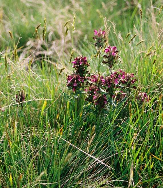 Image of sudetic lousewort