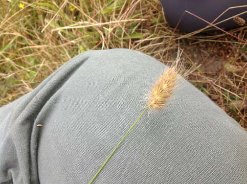 Image of Bristly dogstail grass