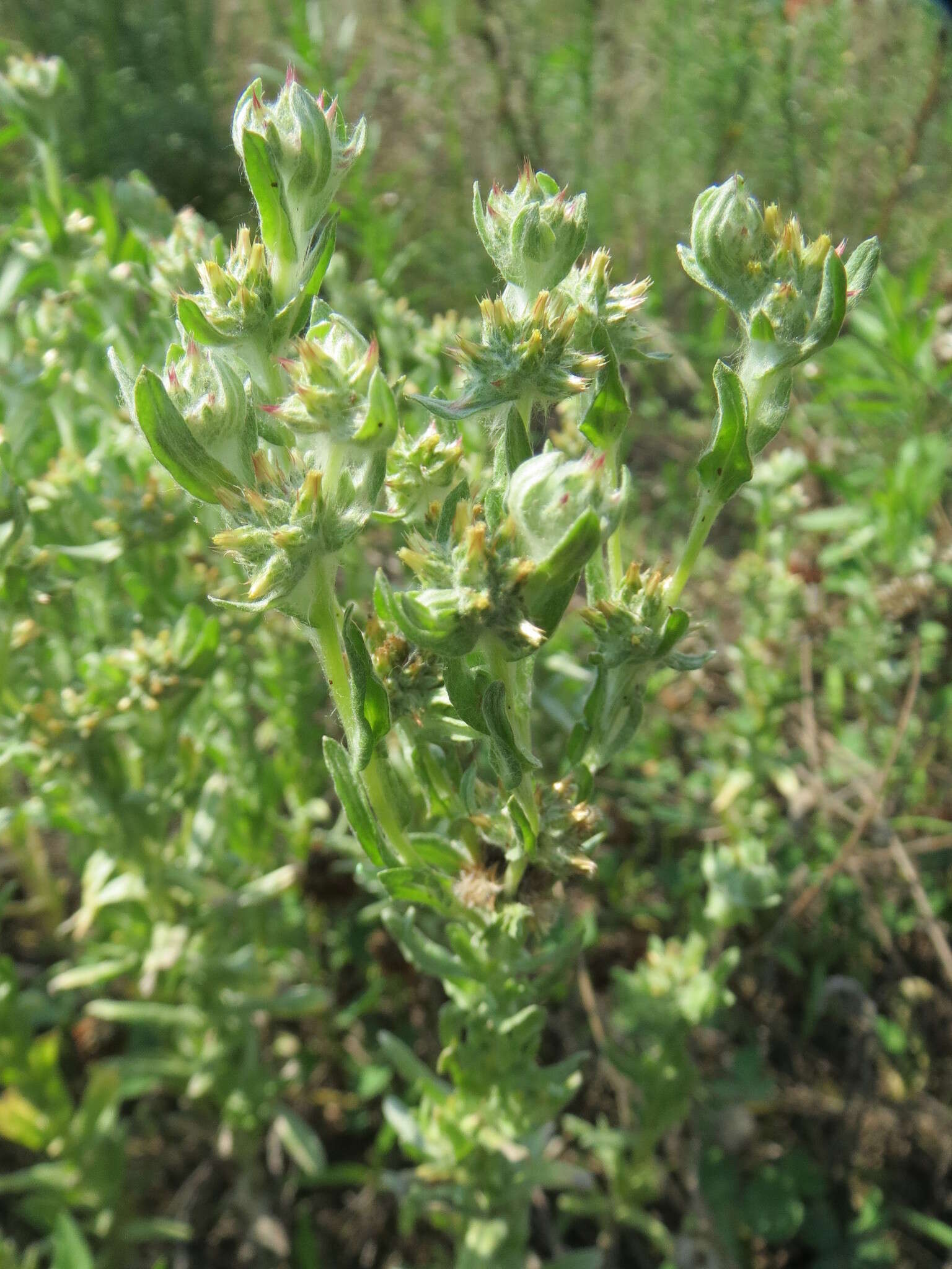 Image de Cotonnière jaunâtre