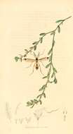 Image of Ctenophora (Cnemoncosis) ornata Meigen 1818