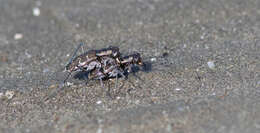 Image of Cicindela (Cicindelidia) trifasciata ascendens Le Conte 1851