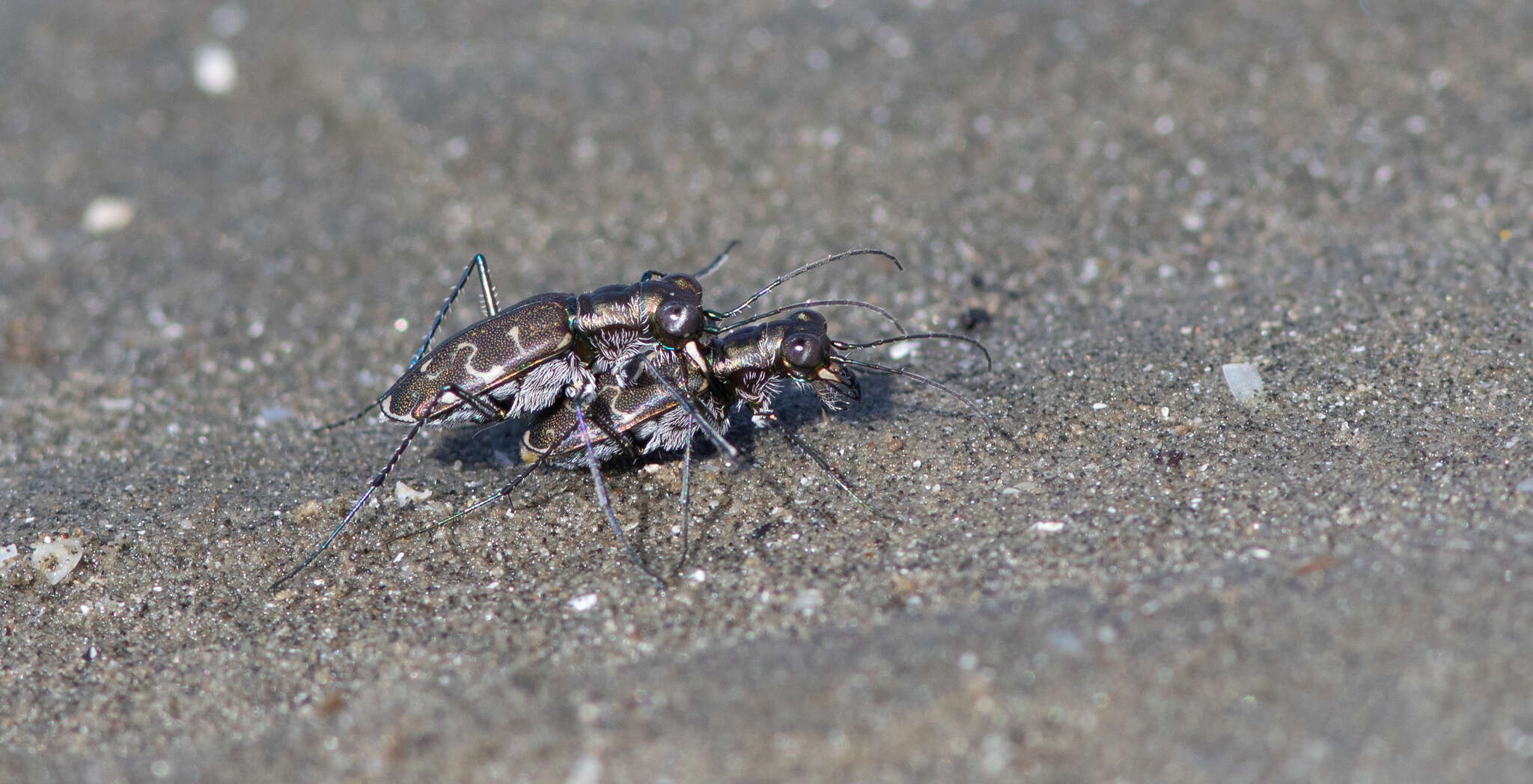 Image of Cicindela (Cicindelidia) trifasciata ascendens Le Conte 1851