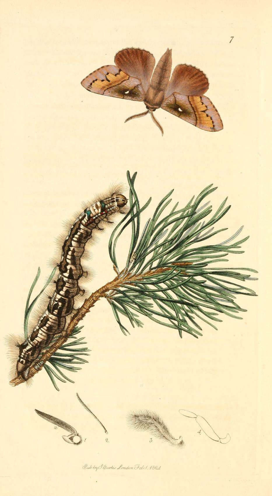 Image of Pine-tree Lappet