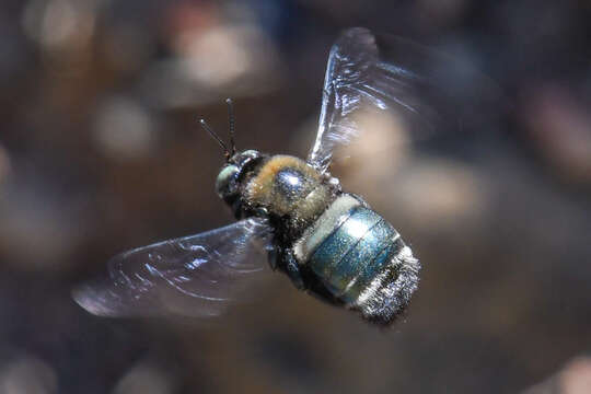 Image of Xylocopa californica californica Cresson 1864