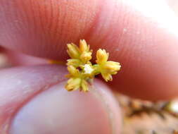 Crassula muricata Thunb. resmi