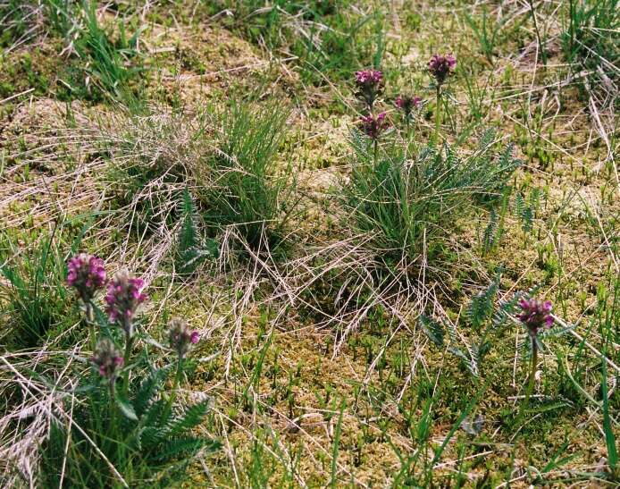 Image of sudetic lousewort